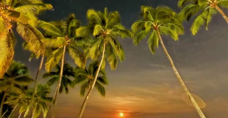 recoveryinparadise 768x396