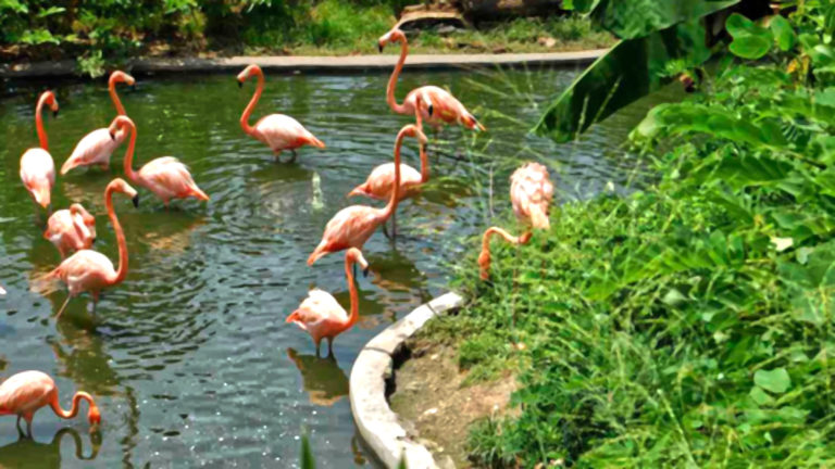 Zoologico de Vallarta banner 2000px 768x432