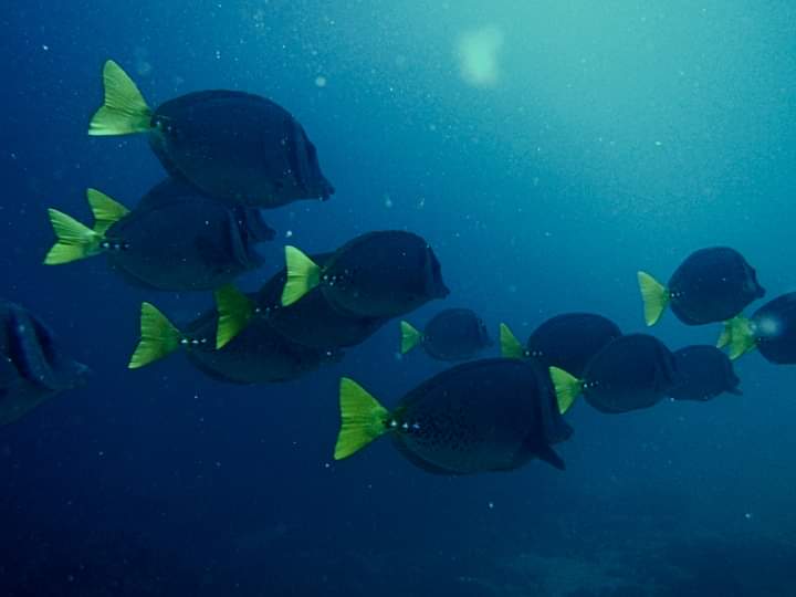 dive school 1