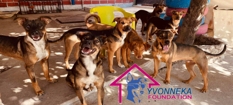 324560504 549209623917871 422852842624927728 n 768x347