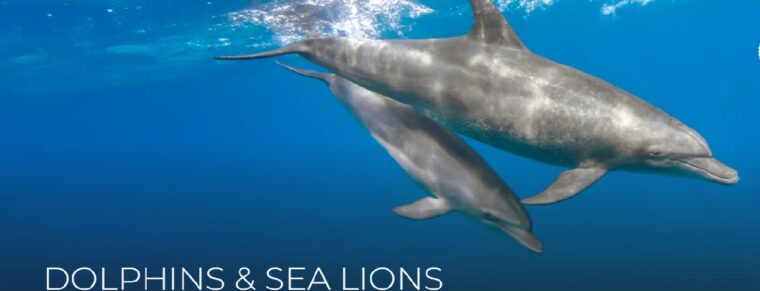 Puerto Vallarta Dolphin Shows Banned Under New Mexico Law