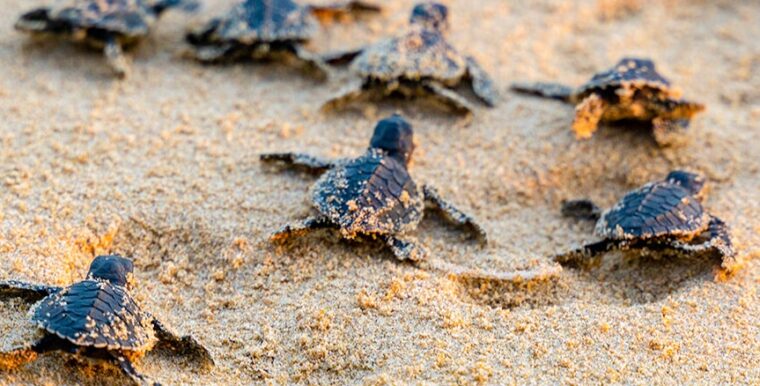 Discover Puerto Vallarta Eco-Tourism