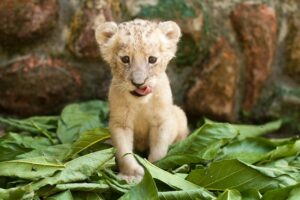 Profepa Says Good Conditions at Puerto Vallarta Zoo