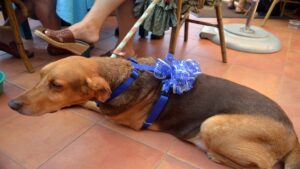puerto vallarta pet travel